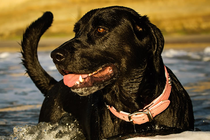 How to Choose the Top Pet Sitting Service